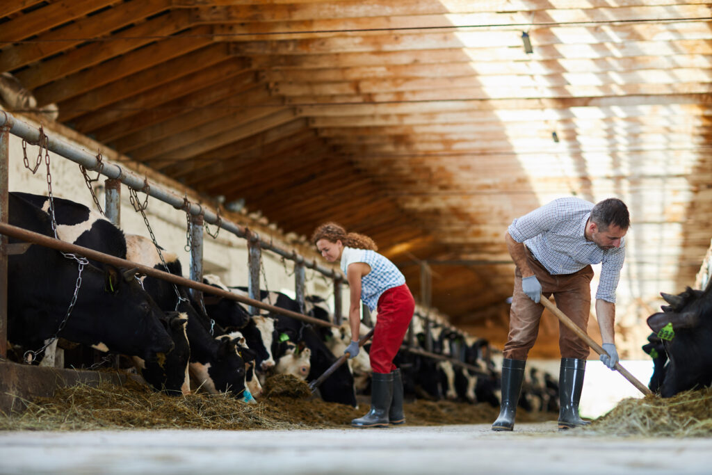 Two workers on a cow dairy farm