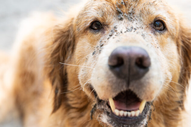 Tackling animal and pet stains with Wolf Laundry