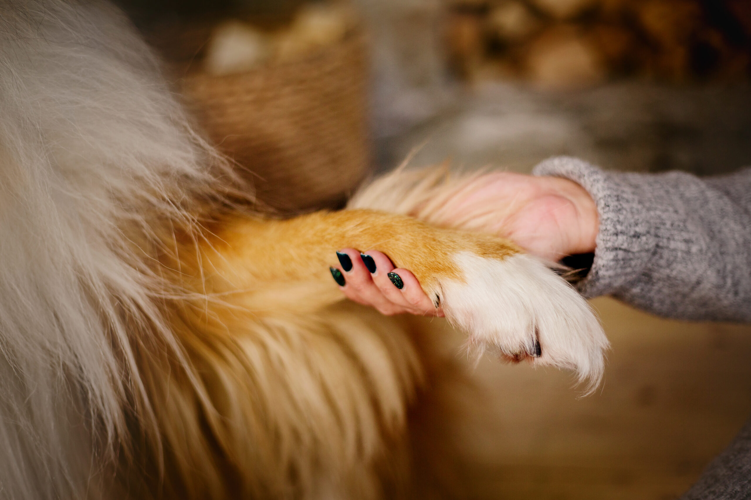 Effective Flea & Tick Bedding Washing Wolf Laundry